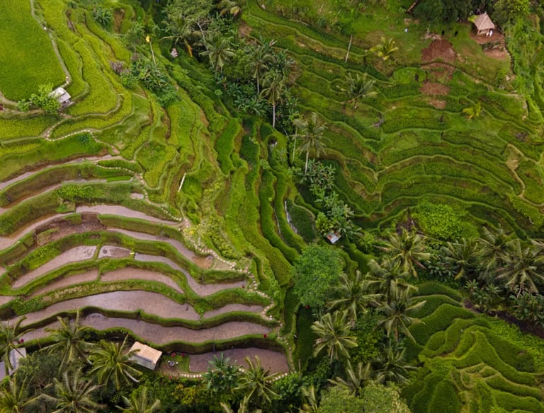 Rice Terraces Bali